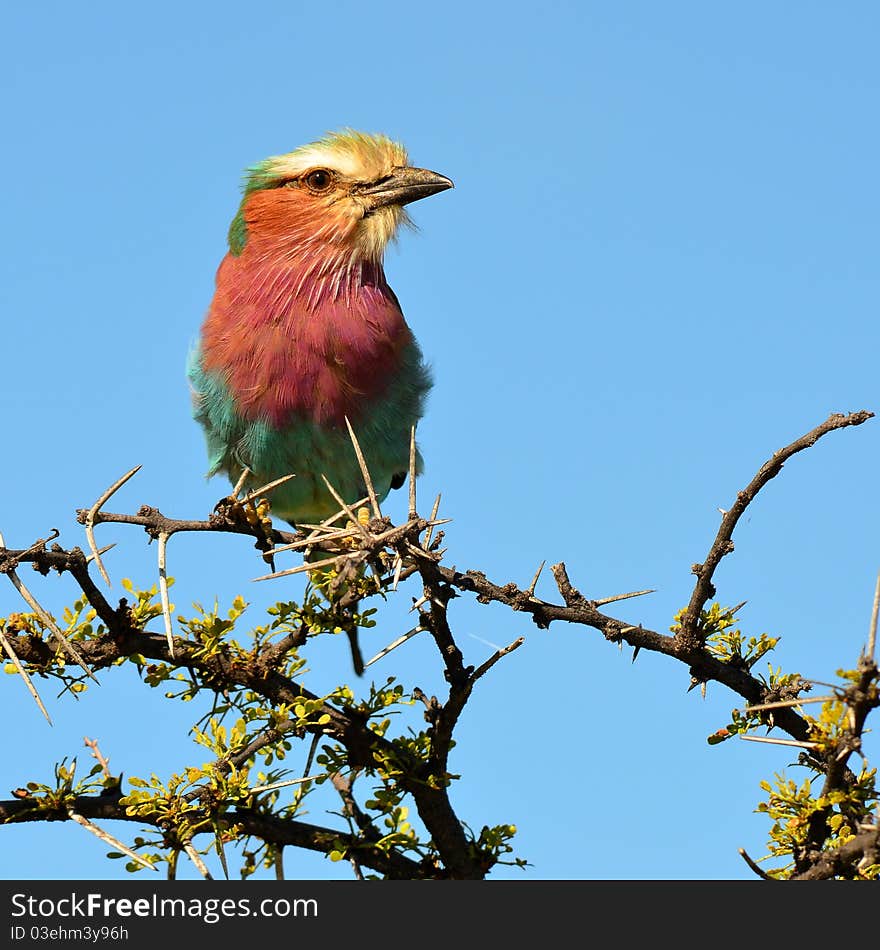 Lilac breasted roller