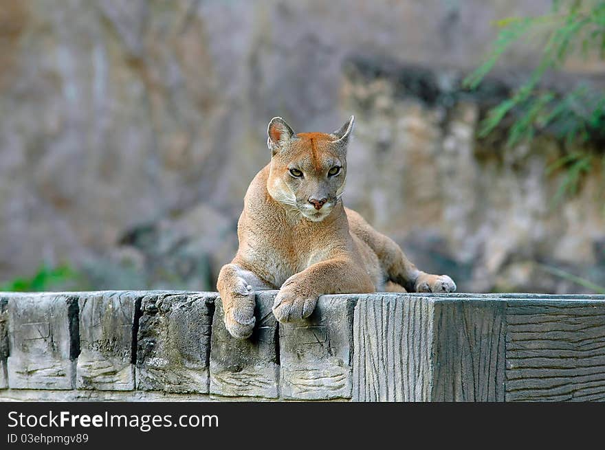 Puma in Chiangmai Night Safari Thailand