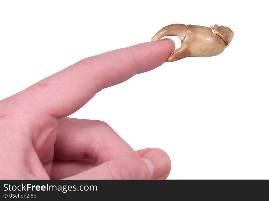 Index finger with a crab pin on its end on a white background. Index finger with a crab pin on its end on a white background