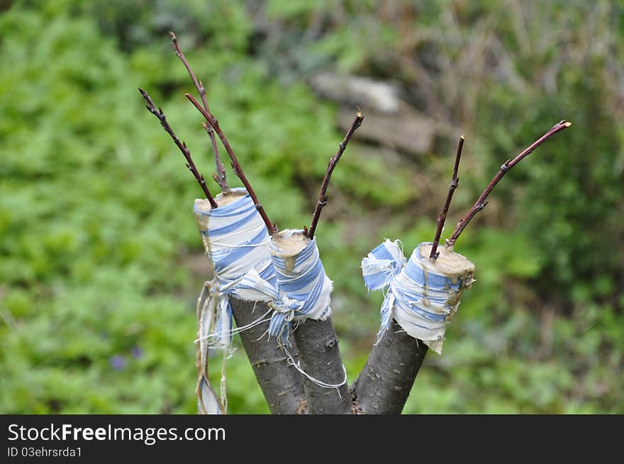 Plum plant seedlings