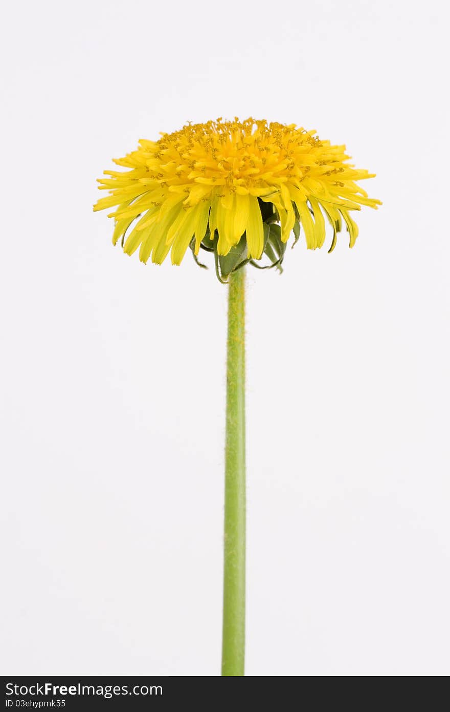 Dandelions (taraxacum officinale) isolated on white