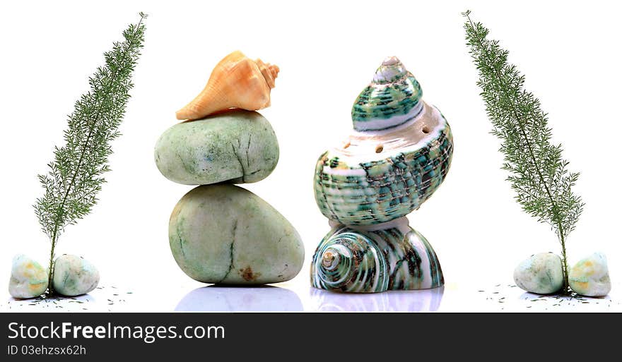 Beautiful shot of sea shell and cone with beautiful background. Beautiful shot of sea shell and cone with beautiful background.