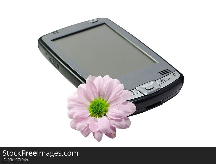 Chrysanthemum And PDA