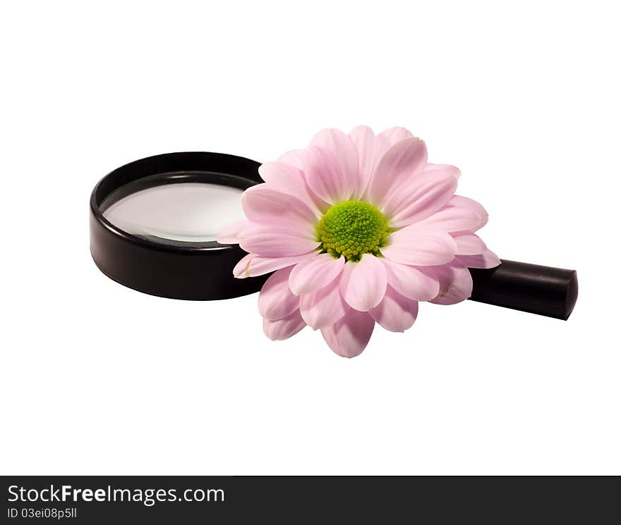 Black magnifier and pink chrysanthemum isolated on white background. Black magnifier and pink chrysanthemum isolated on white background