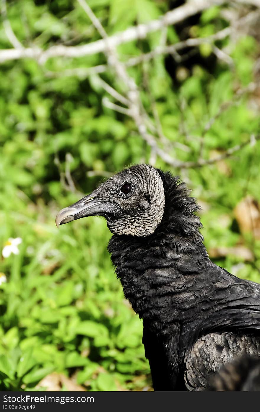 Black Vulture