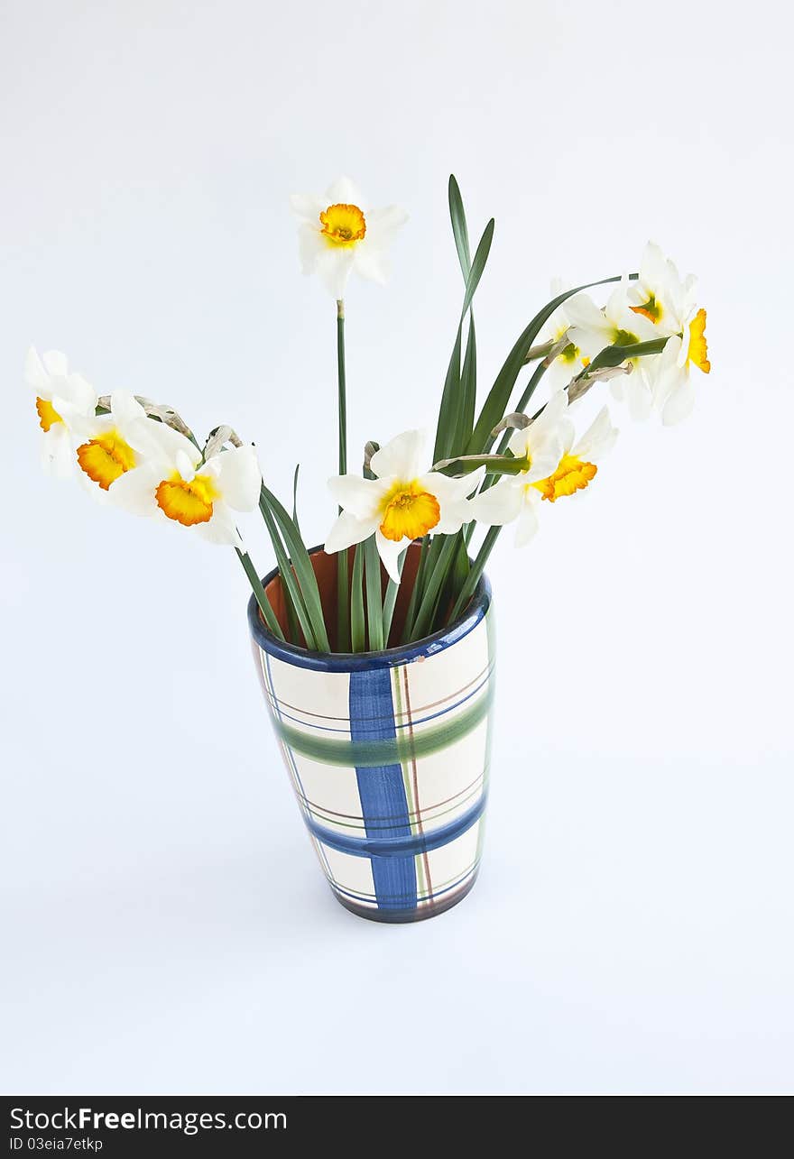 Narcissus in vase photographed on white background