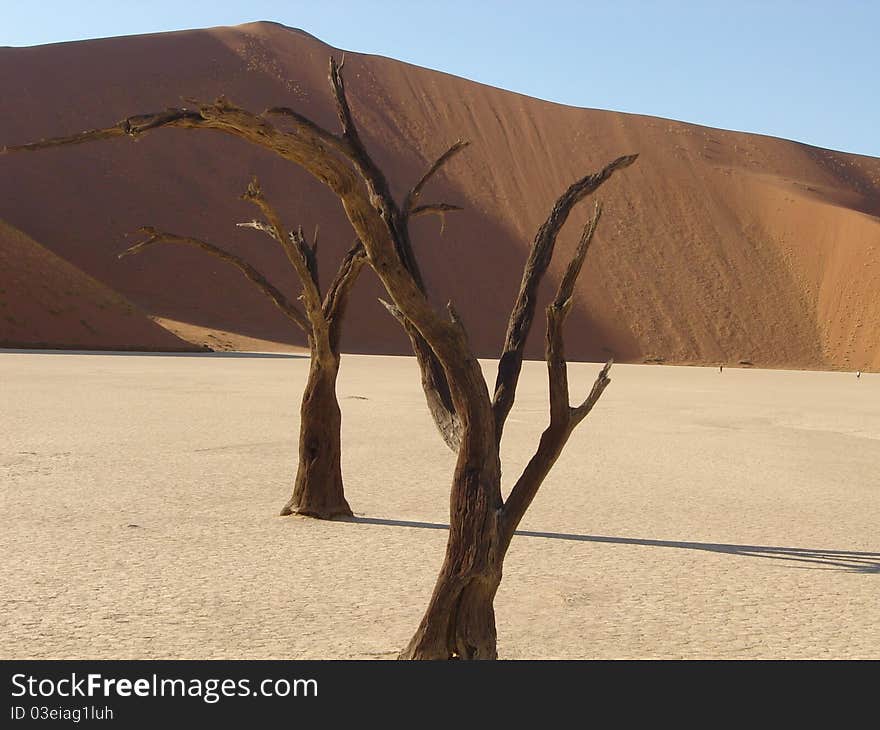 Dead tree at sossusvlei namibia