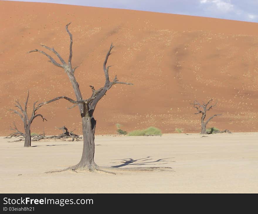 Dead tree in dunes at sossuvlei namibia. Dead tree in dunes at sossuvlei namibia