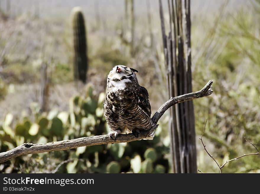 A great horned owl with head back and eyes closed enjoying his food