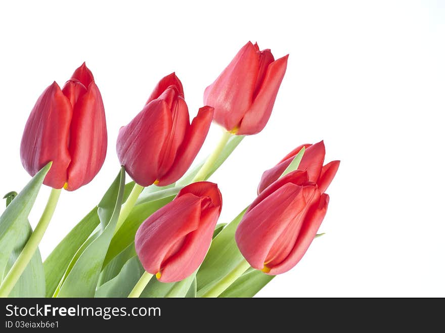 Bunch of red tulips isolated on white.