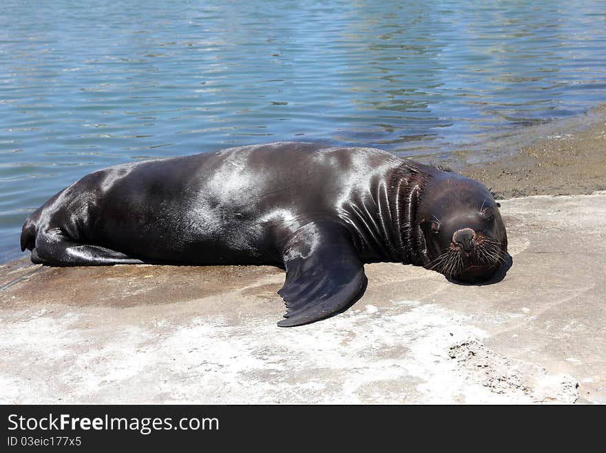 Sea lion