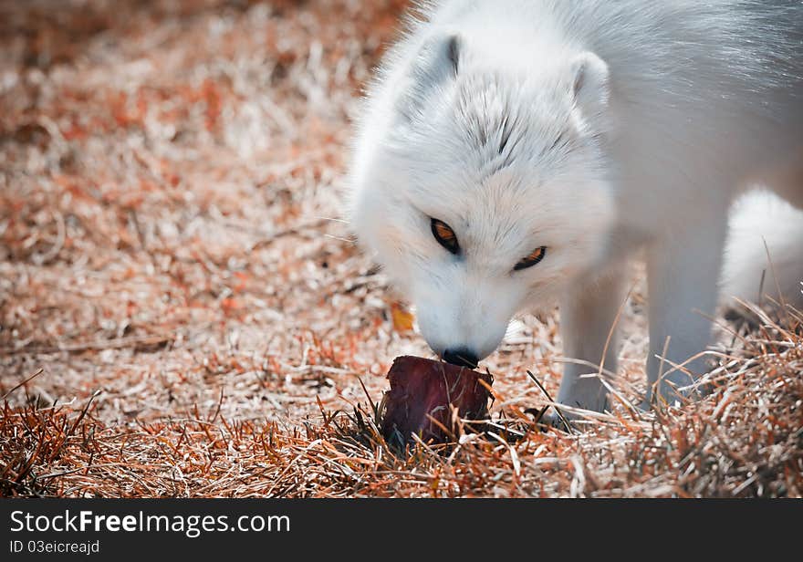 Arctic Fox eating