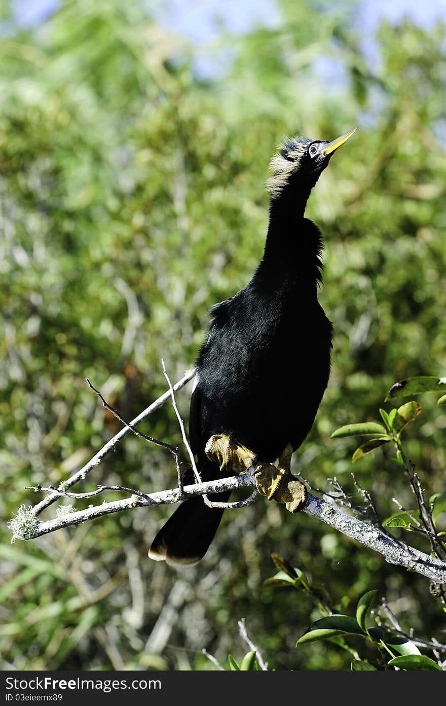 An Anhinga perched on a limb with feathers blowing.