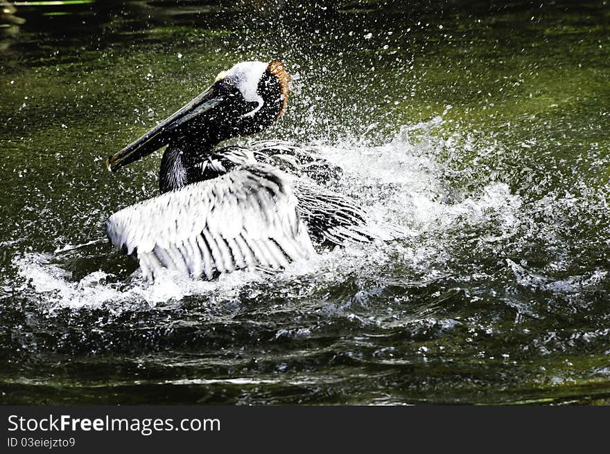 A brown pelican splashing in the water with water droplets.