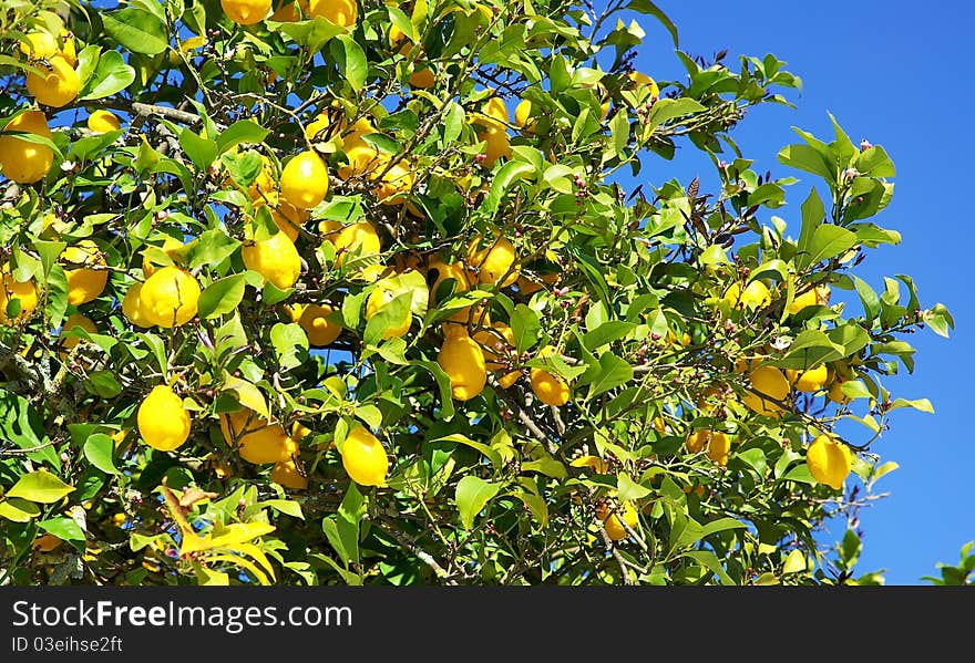 Yellow lemons .