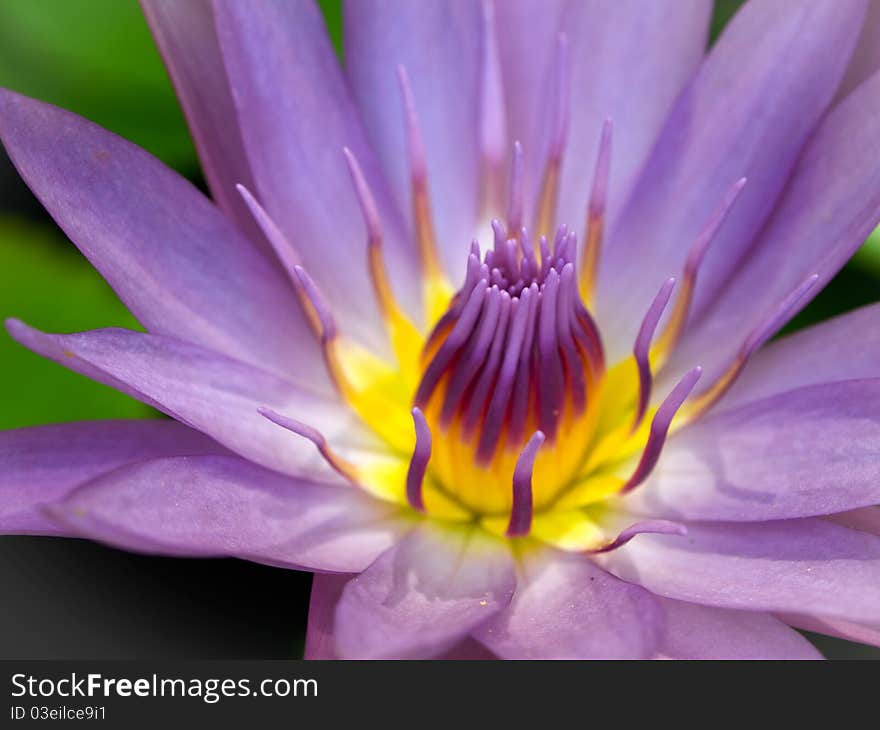 Purple lotus and yellow pollen blooming