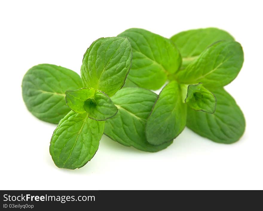 Fresh green mint