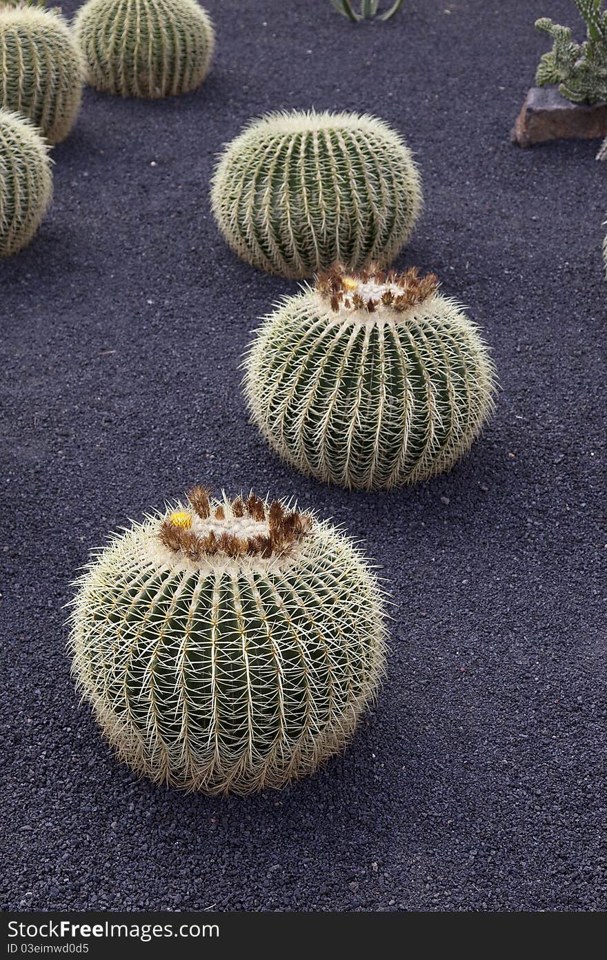 Cactuses in a tropical garden in Lanzarote. ( museo de cactuses ) Lanzarote a Spanish island, is one of the Canary Islands, in the Atlantic Ocean, appr. 125 km off the coast of Africa.