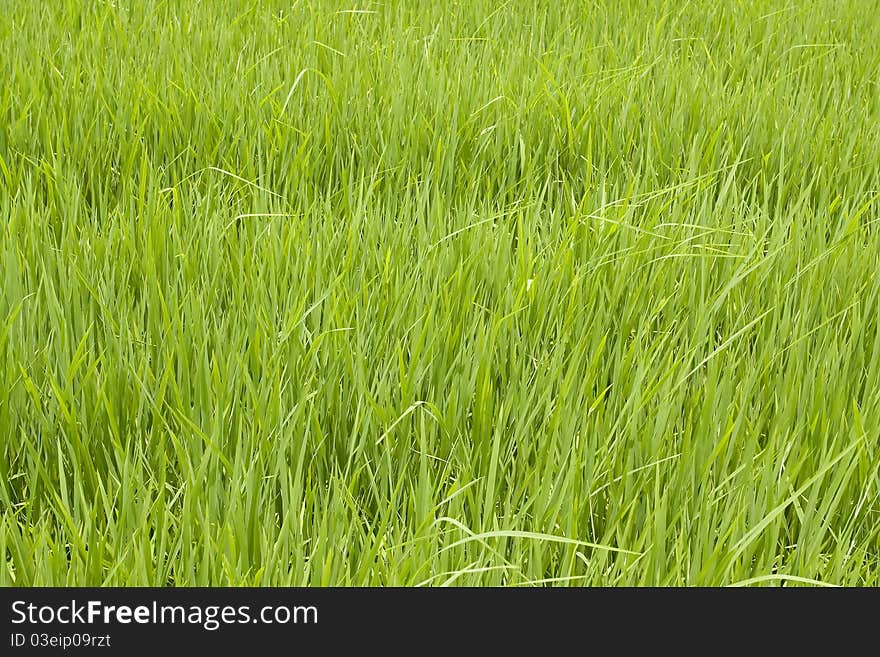 Young paddy green leaf on field. Young paddy green leaf on field