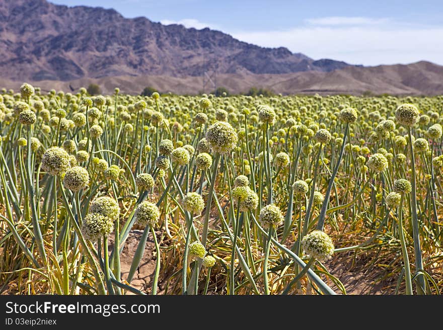 Yellow Onion Fields