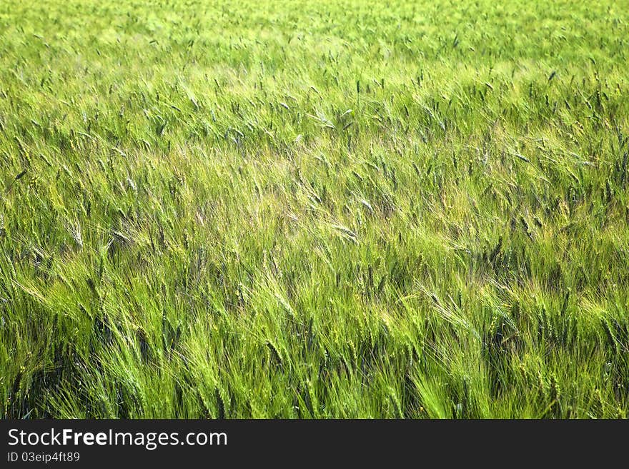 View of a lush green wheat field. View of a lush green wheat field