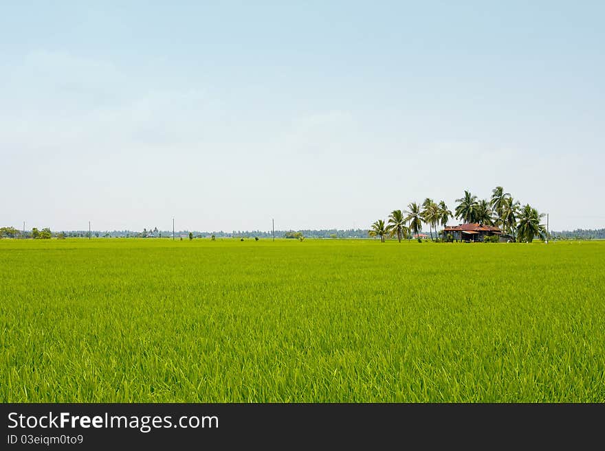 A house on young paddy landscap. A house on young paddy landscap