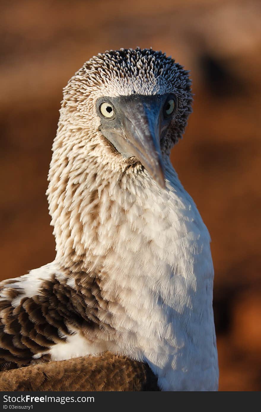 Blue-Footed Booby