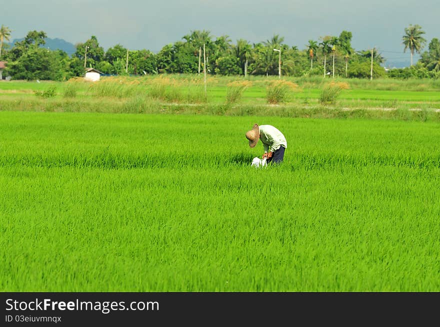 Farmer working