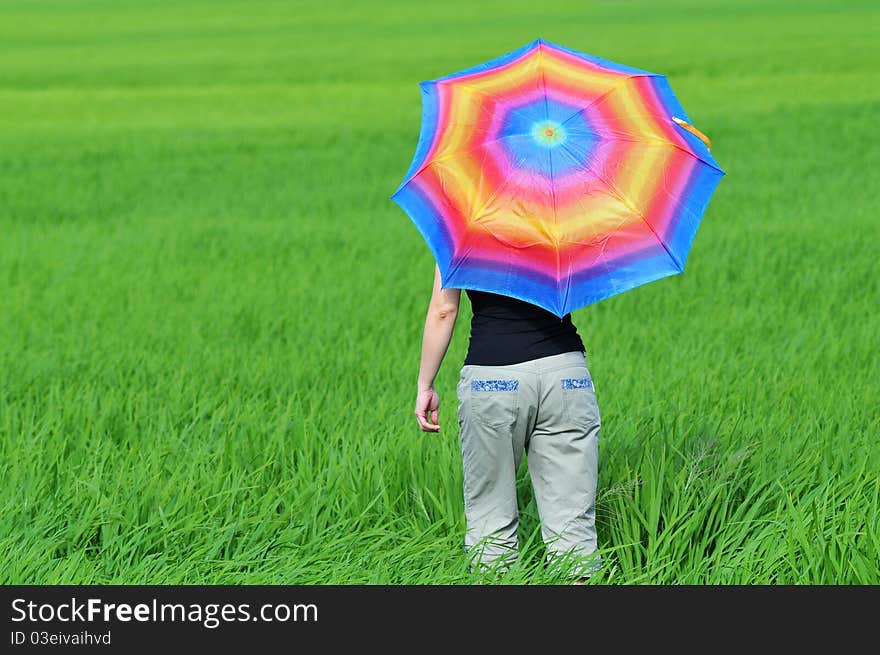 Colorful umbrella, woman and paddy field