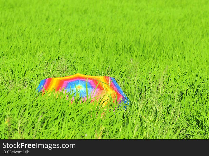 Colorful umbrella and paddy fields