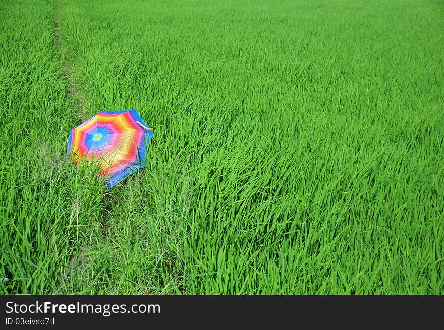 Colorful umbrella