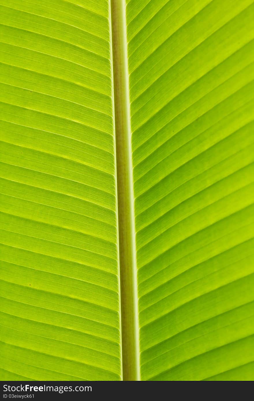 Fresh green banana leaf