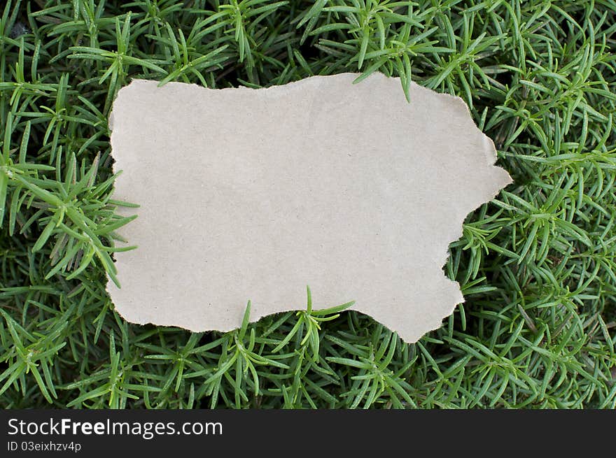 Empty Piece of Paper and Rosemary Background