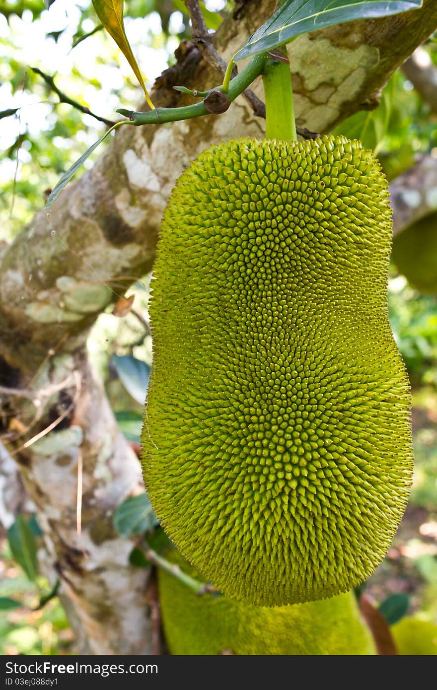 Young jackfruit on tree