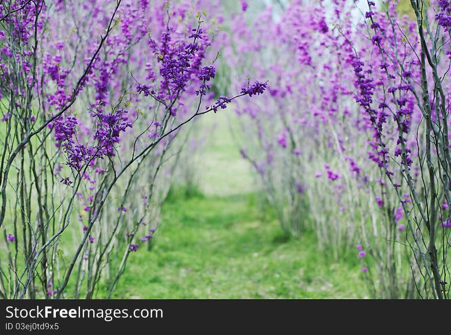 Cercis in blossom