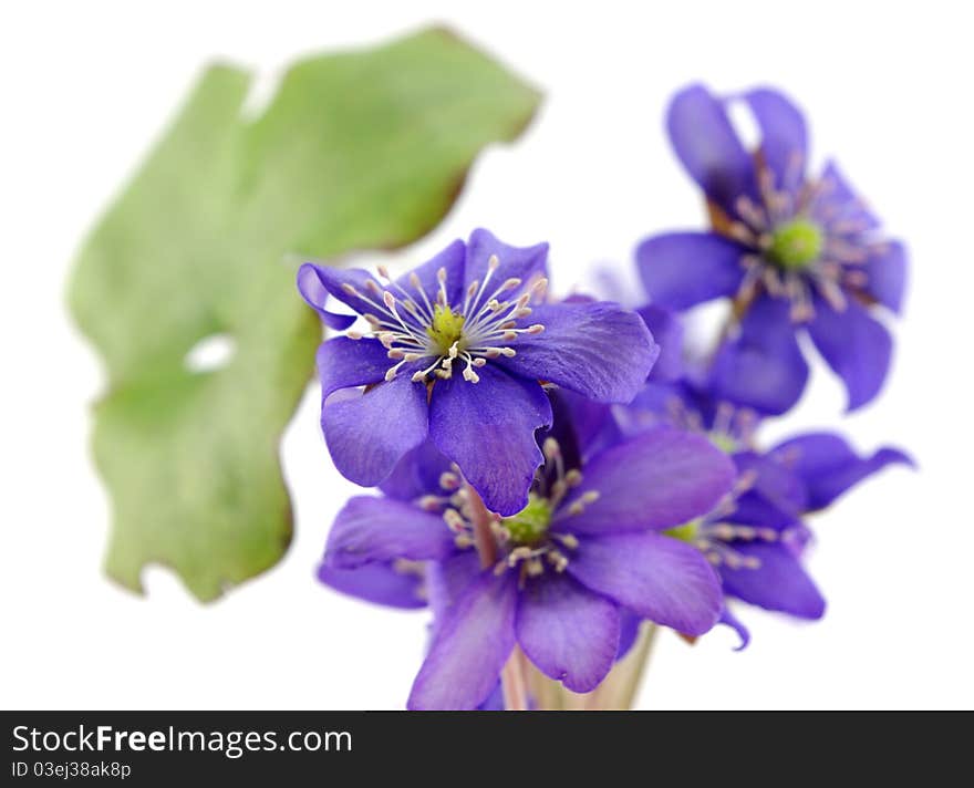 Lovely wild violet flowers