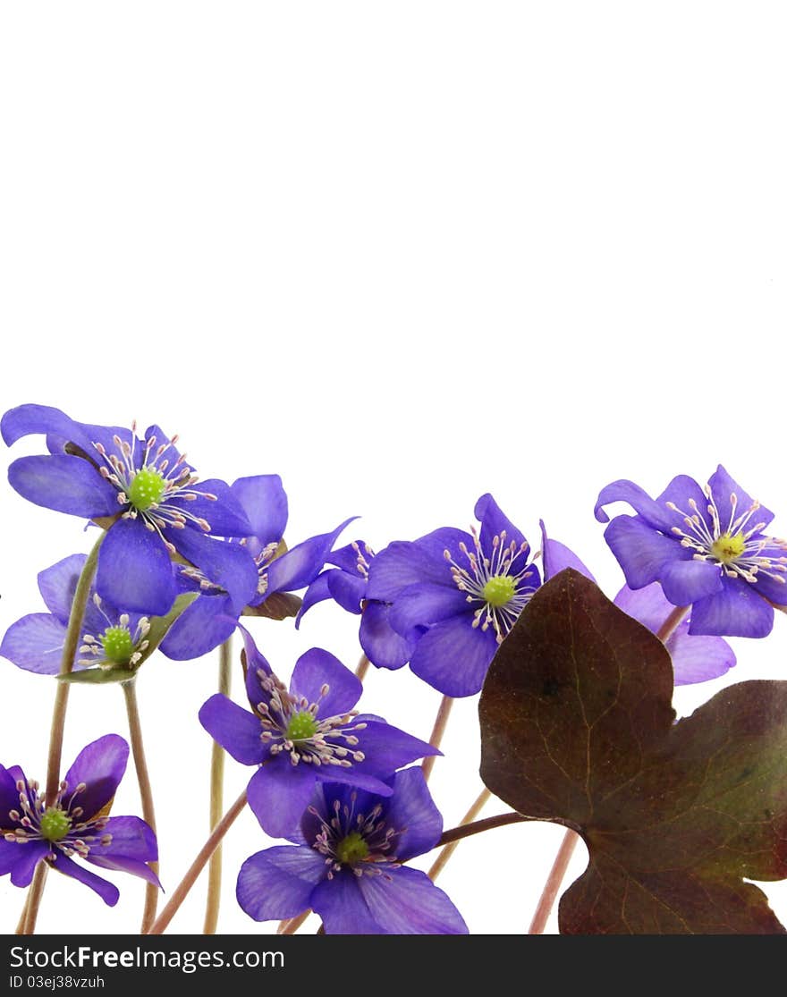 Lovely wild violet flowers