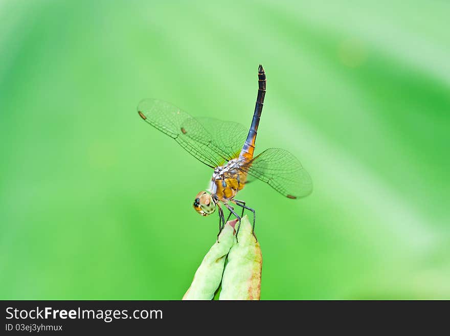 Dragonfly