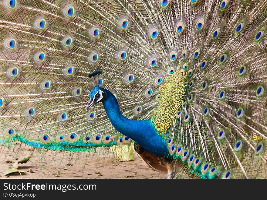 Thai Peacock spread the tail feathers out.