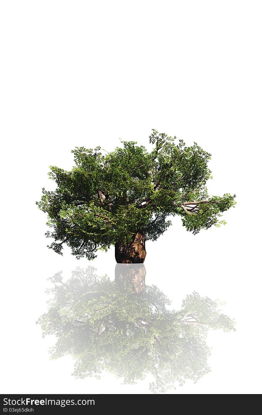 High resolution tree isolated