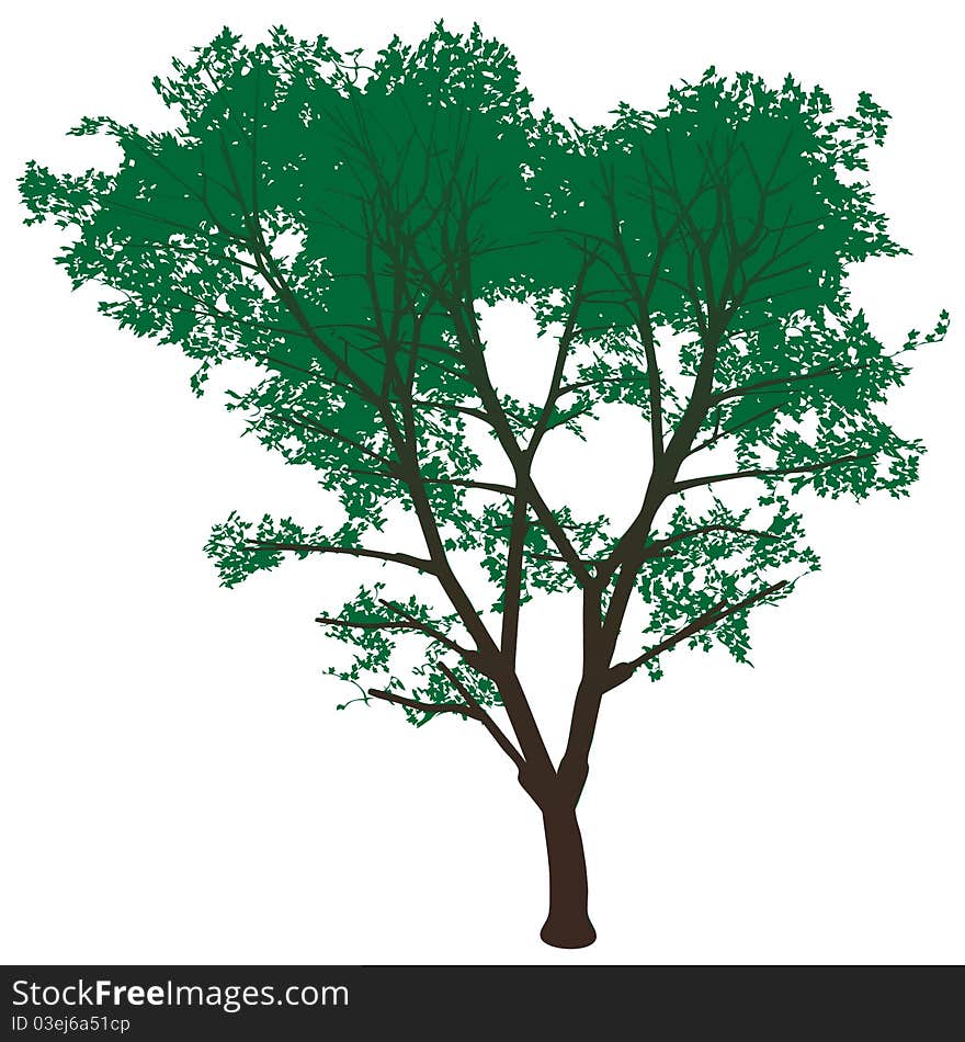 High resolution tree isolated