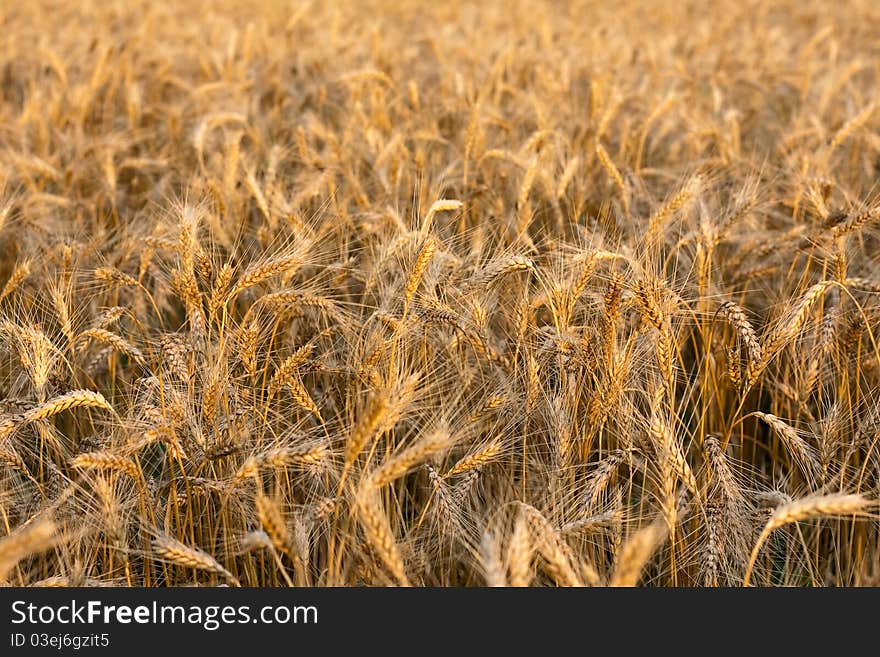 Field of wheat