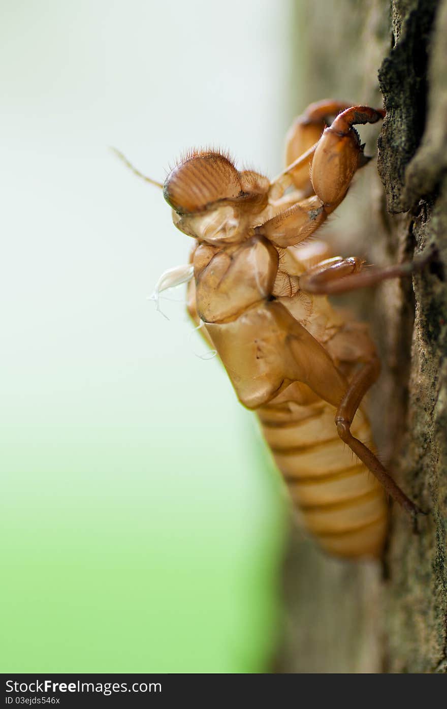 Cicada slough