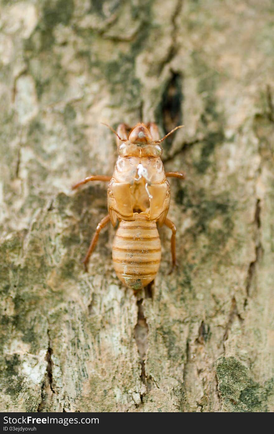 Cicada slough