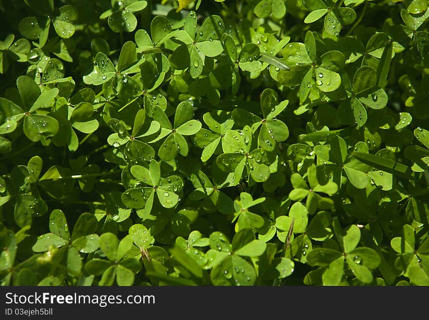 Clover (Trifolium), or trefoil, is a genus of about 300 species of plants in the leguminous pea family Fabaceae. The genus has a cosmopolitan distribution; the highest diversity is found in the temperate Northern Hemisphere, but many species also occur in South America and Africa, including at high altitudes on mountains in the tropics. Clover (Trifolium), or trefoil, is a genus of about 300 species of plants in the leguminous pea family Fabaceae. The genus has a cosmopolitan distribution; the highest diversity is found in the temperate Northern Hemisphere, but many species also occur in South America and Africa, including at high altitudes on mountains in the tropics