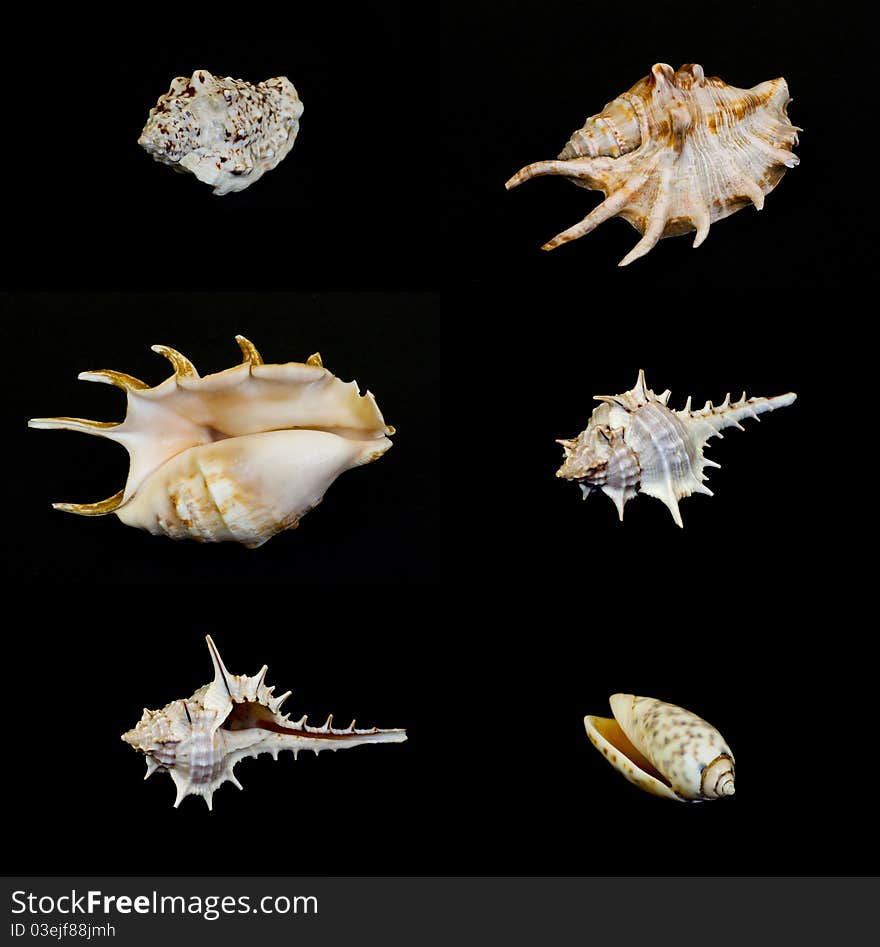 Different shells on a black background