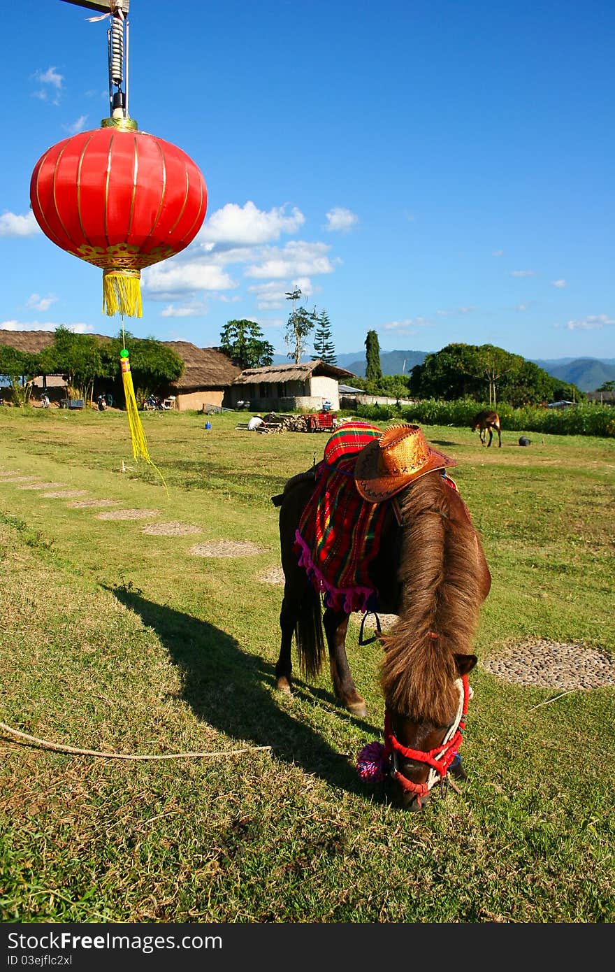 Brown horse with blue sky