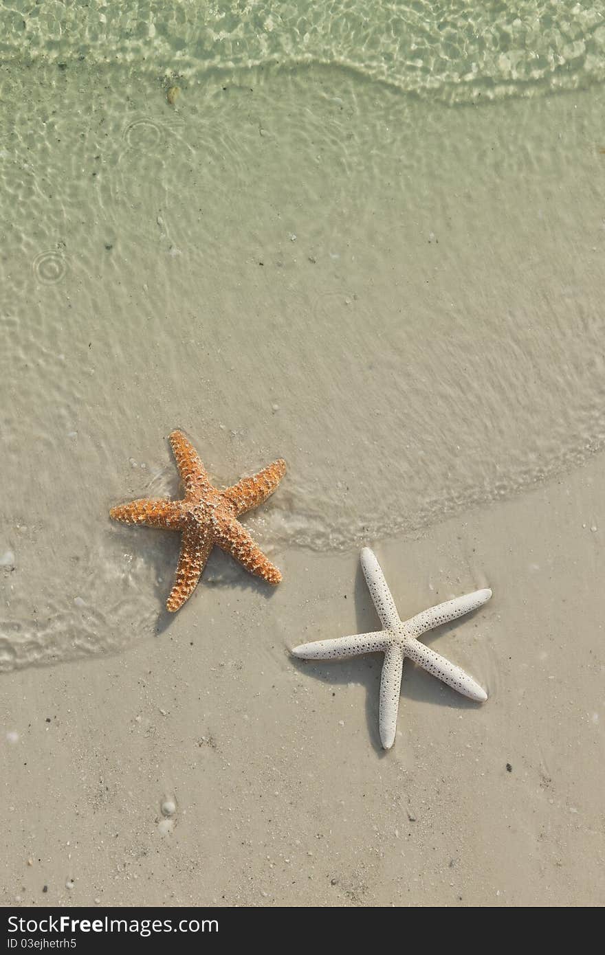 Couple Of Starfish On A Tropical Beach