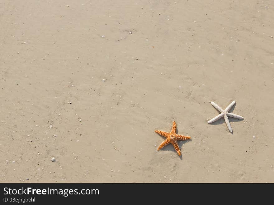 Couple Of Starfish On A Tropical Beach