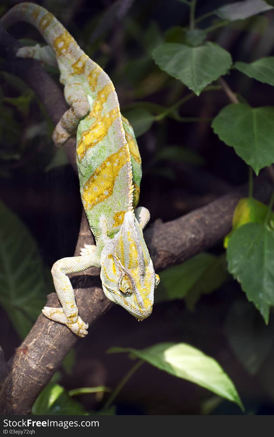 Chameleon with open mouth, sitting on a branch in your terrarium. Chameleon with open mouth, sitting on a branch in your terrarium